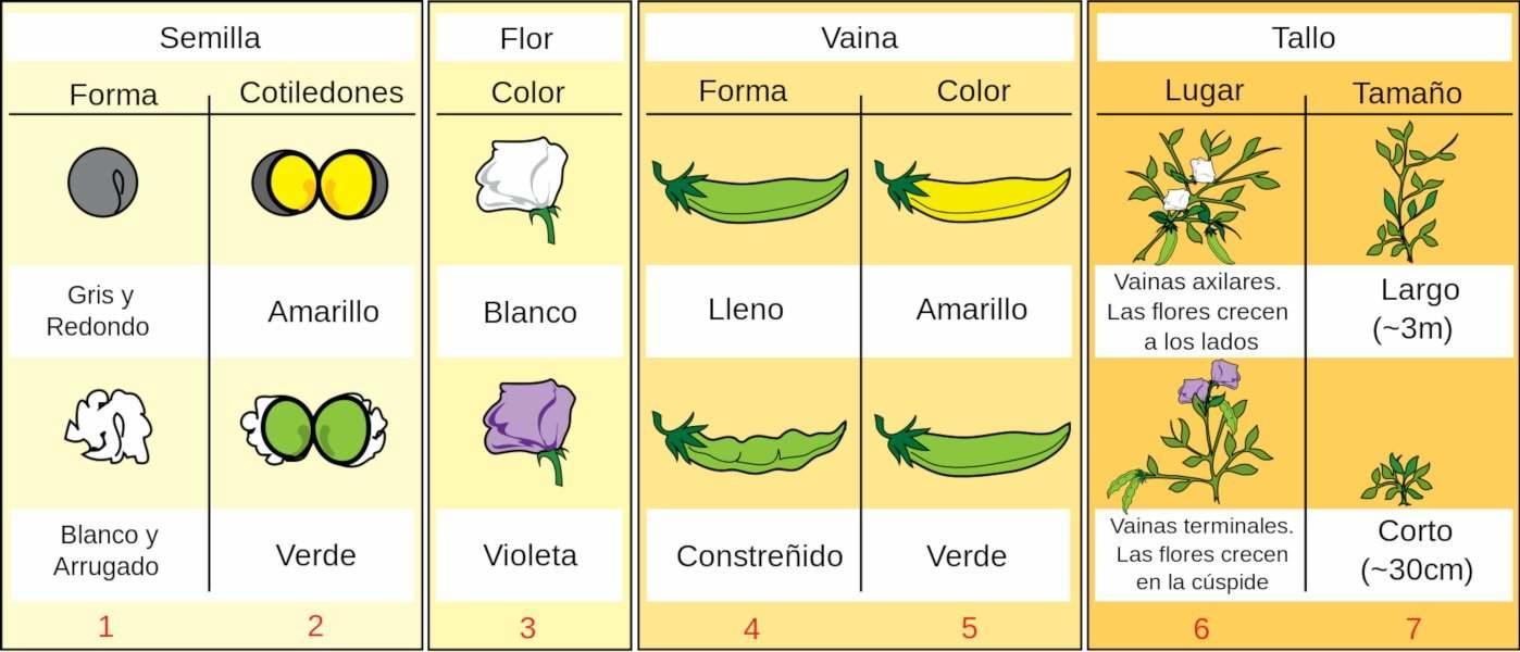Las Aportaciones de Gregor Mendel a la Biología